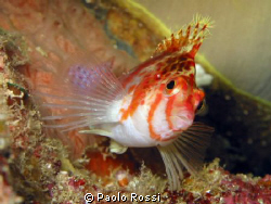 Hawkfish in Bunaken by Paolo Rossi 
